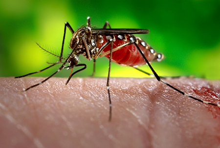 Mosquito Control Treatment