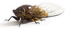 Cicada Killer Control