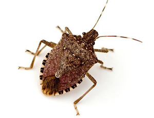 Stink Bugs and Box Elder Bugs